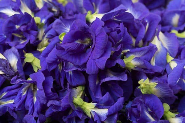 ดอกอัญชัน,ดอกอัญชันบำรุงเส้นผม