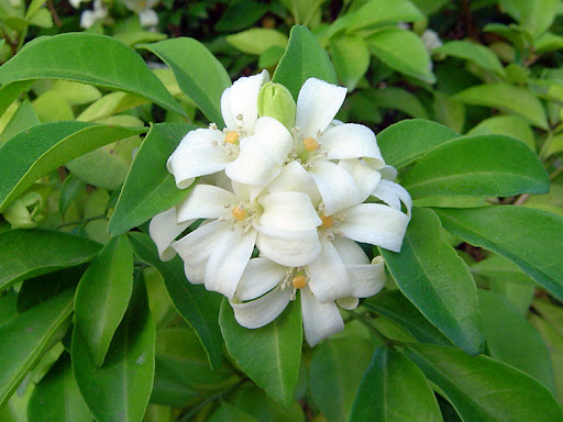 สมุนไพรแก้ว,ดอกแก้ว