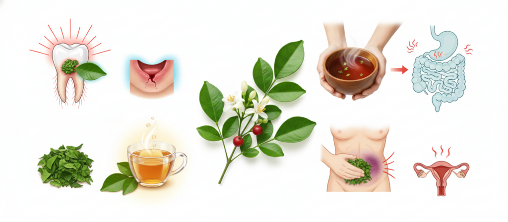 สมุนไพรแก้ว,สมุนไพรแก้วบรรเทาอาการ,สมุนไพรแก้วรักษาอาการปวดฟัน