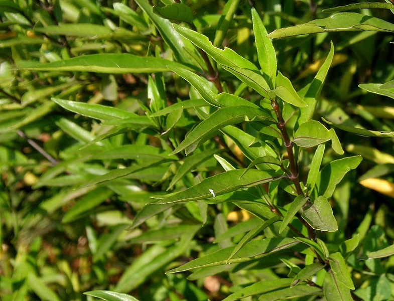 กระดูกไก่ดำ สมุนไพรไทย, กระดูกไก่ดำ สมุนไพรพื้นบ้าน, กระดูกไก่ดำ ยาสมุนไพร, กระดูกไก่ดำ ตำรับยาไทย