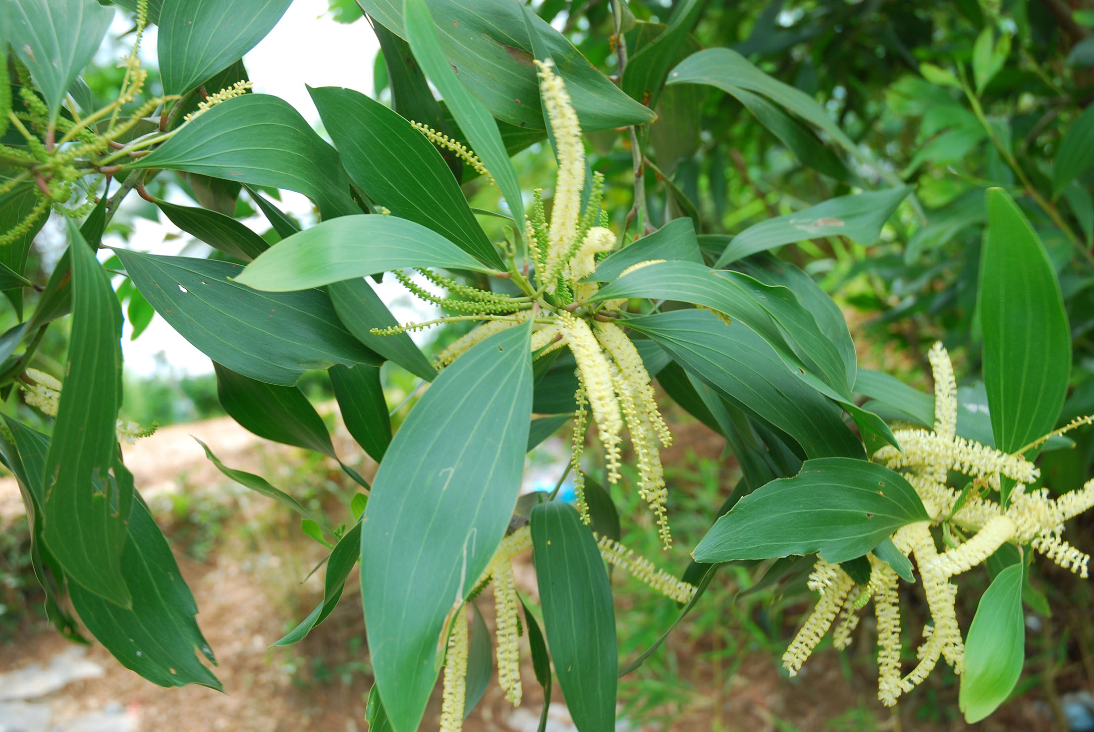 กระถินเทพา, ต้นกระถินเทพา, กระถินเทพา สรรพคุณ, กระถินเทพา ประโยชน์