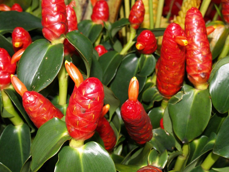 กระทือ, ดอกกระทือ, สรรพคุณกระทือ, ประโยชน์กระทือ, สมุนไพรกระทือ, ต้นกระทือ, กระทือ สมุนไพรไทย, กระทือคืออะไร, กระทือกินได้ไหม, กระทือผักพื้นบ้าน