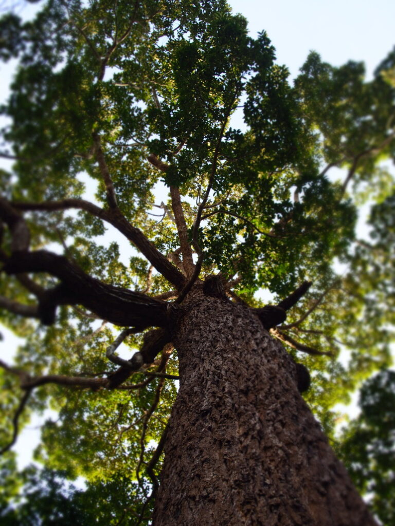 กระบาก,
ต้นกระบาก
