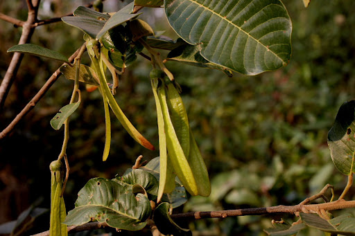 กระบาก, ต้นกระบาก, กระบาก สรรพคุณ, กระบาก ประโยชน์, กระบาก สมุนไพร
