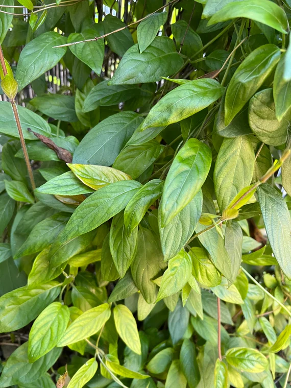 กระพังโหม,ต้นกระโหม
