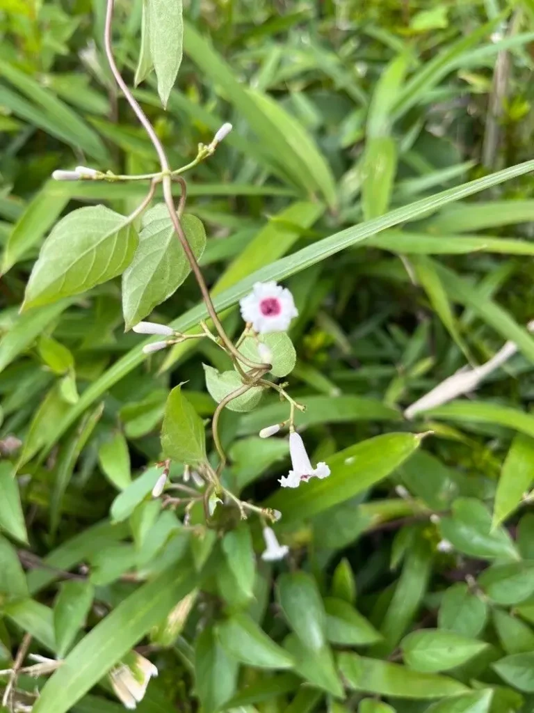 กระพังโหม, สมุนไพรกระพังโหม
