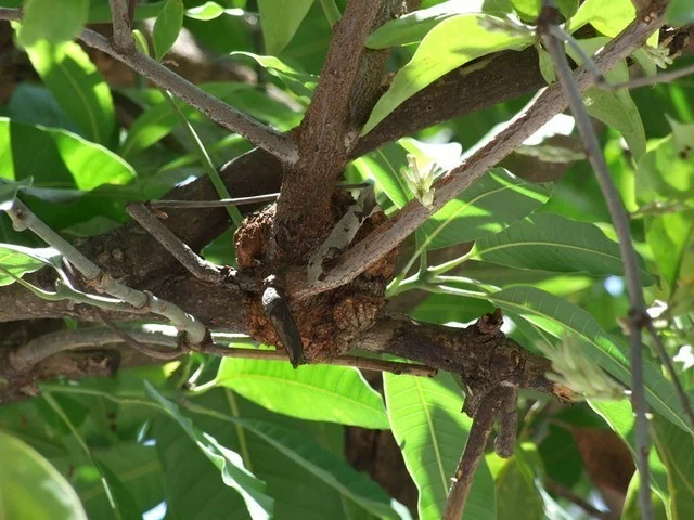 กาฝากไม้, สมุนไพรกาฝากไม้, กาฝากไม้ สรรพคุณ, กาฝากไม้ ประโยชน์, ต้นกาฝากไม้