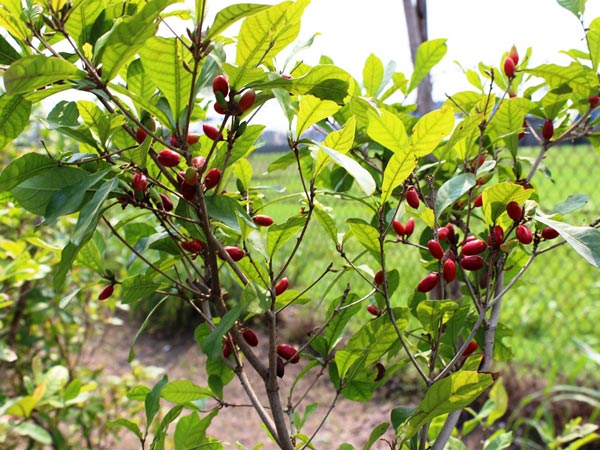 กำแพงเจ็ดชั้น,
สมุนไพรกำแพงเจ็ดชั้น