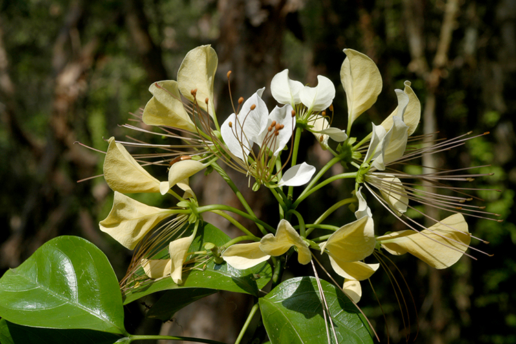 กุ่มสะเดา,
สมุนไพรกุ่มสะเดา
