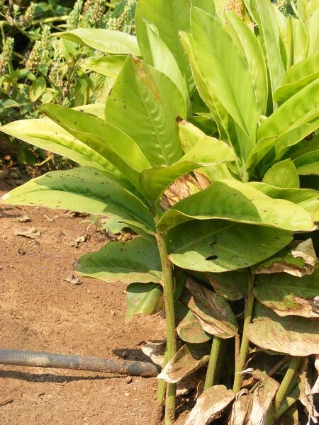 ข่าหลวง,
ต้นข่าหลวง,
สมุนไพรข่าหลวง,
สรรพคุณข่าหลวง,
ประโยชน์ข่าหลวง,
ข่าหลวงคืออะไร