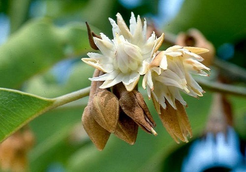 ดอกพิกุล, พิกุล, สรรพคุณดอกพิกุล, ประโยชน์ดอกพิกุล, สมุนไพรดอกพิกุล, ต้นพิกุล, พิกุล สมุนไพรไทย