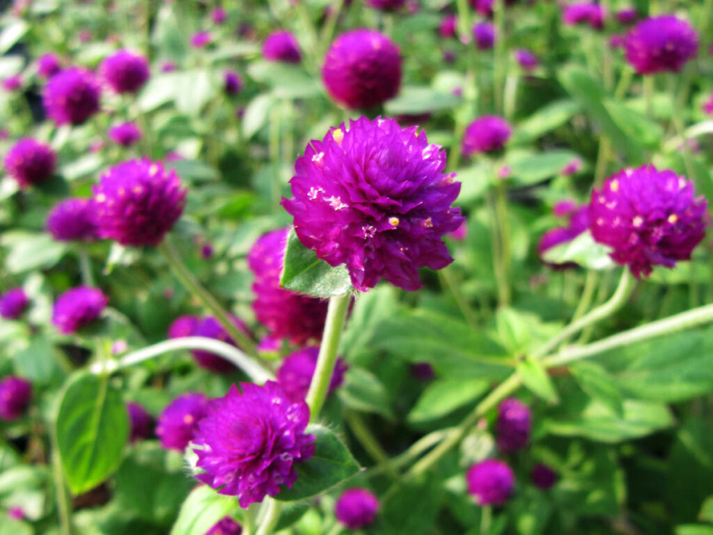 บานไม่รู้โรย,สรรพคุณบานไม่รู้โรย,สมุนไพรบานไม่รู้โรย