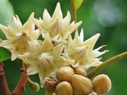 สมุนไพรดอกพิกุล,
ต้นพิกุล,
พิกุล สมุนไพรไทย,
ดอกพิกุลคืออะไร