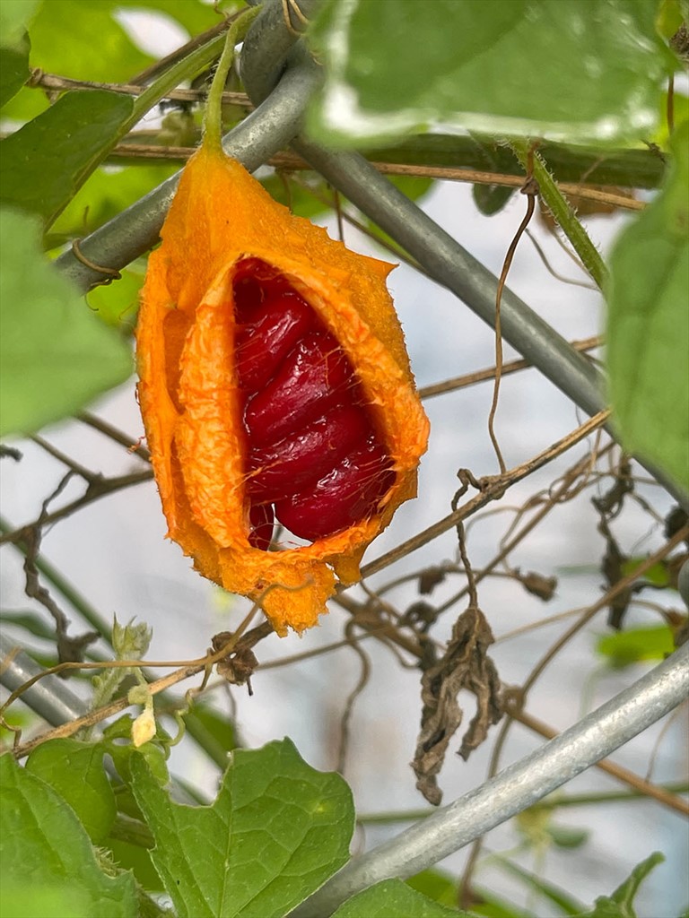 มะระขี้นก,สรรพคุณมะระขี้นก,มะระขี้นกลดน้ำตาล,สมุนไพรลดน้ำตาล