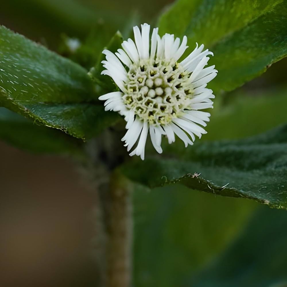 กะเม็ง,กะเม็งบำรุงผม,ดอกกะเม็ง
