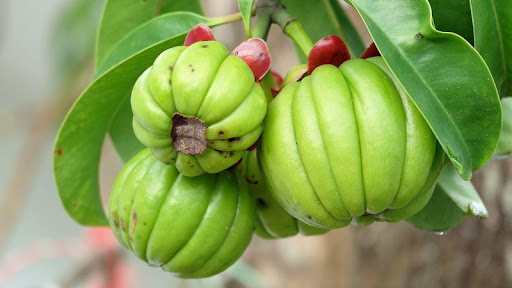 ส้มแขก,สรรพคุณส้มแขก,ส้มแขกลดน้ำหนัก