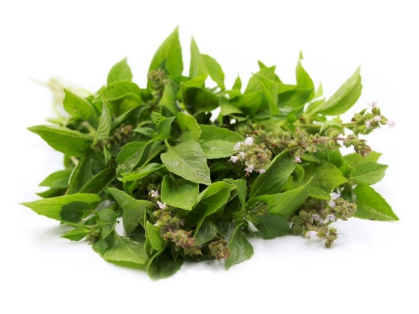 ใบแมงลัก,สรรพคุณใบแมงลัก,ไฟเบอร์สูง