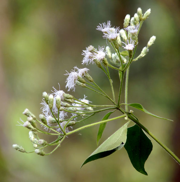 ใบสาบเสือ,
สาบเสือ,
สรรพคุณใบสาบเสือ,
ประโยชน์ใบสาบเสือ,
สมุนไพรใบสาบเสือ,
ต้นสาบเสือ,
สมุนไพรสาบเสือ,
ใบสาบเสือรักษาแผล,
ใบสาบเสือห้ามเลือด,
ใบสาบเสือสมานแผล